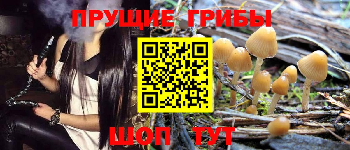Красногорск  Галлюциногенные грибы Psilocybine cubensis  Вход с VPN 